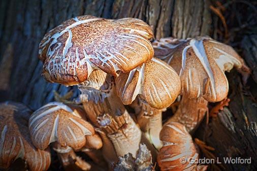 Mushrooms_54395.jpg - Photographed near Lindsay, Ontario, Canada.